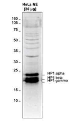Western Blot: HP1 Alpha, Beta, and Gamma Antibody [NBP3-18651] - Figure 1. Western blot analysis using the antibody against HP1 Alpha, Beta, and Gamma Western blot was performed on nuclear extracts from HeLa cells (HeLa NE, 20 ug) using the antibody against HP1 alpha, beta and gamma diluted 1:1,000 in TBS-Tween containing 5% skimmed milk. A molecular weight marker (in kDa) is shown on the left. The location of the three HP1 isoforms is indicated on the right.
